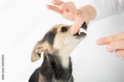 Photography cleaning teeth for pets, special toothbrush for cats and small dogs, veterinaria