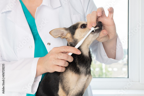prevention of plaque, pet dentistry, a veterinarian in a veterinary clinic cleans the teeth of a dog with a special toothbrush