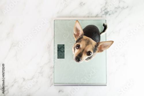 dog on the scales, a hungry pet looks at the owner, wants to eat