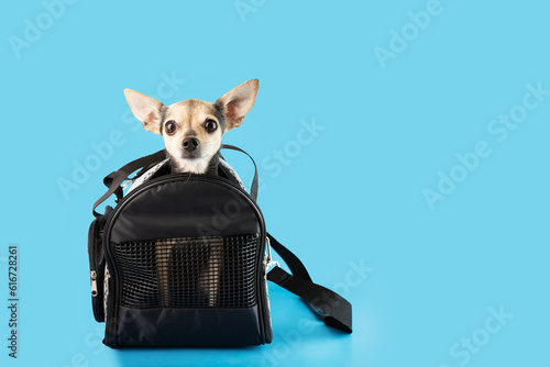 dog carrier,cute pet sitting in animal transportation bag on a blue background, copy space