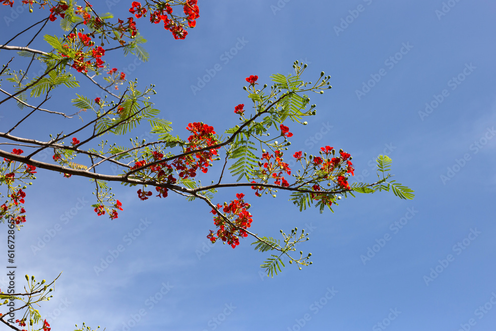 Barbados pride flower or dwarf poinciana, flower fence, paradise flower, peacock's crest, pride of barbados Barbados pride flower or dwarf poinciana, flower fence, paradise flower, peacock's crest, pride of barbados