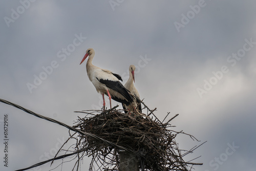 Two storks in a nest on a power pole.