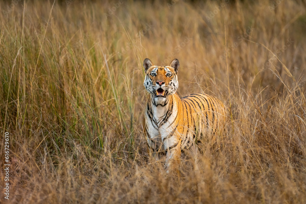 wild bengal female tiger or panthera tigris closeup with eye contact and ears up face expression in grassland during dry hot summer season at bandhavgarh national park forest madhya pradesh india asia wild bengal female tiger or panthera tigris closeup with eye contact and ears up face expression in grassland during dry hot summer season at bandhavgarh national park forest madhya pradesh india asia
