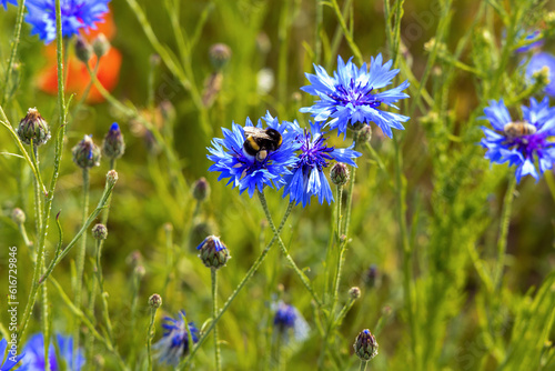 Blue wild flowers cornflowers growing on the field and a bumblebee.