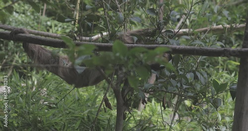 Arboreal Tranquility: A southern two-toed sloth moves at a slow pace along a branch, embodying the serene nature of arboreal life in the tropical rainforest