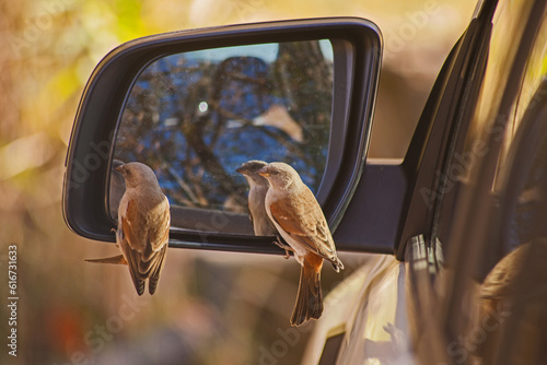 Southern Grey-headed Sparrow (Passer diffusus) in the mirror 15496 photo