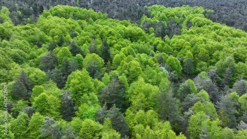 Beech forest in the Port of Piqueras. Land of Cameros. Sierra Cebollera Natural Park. The Rioja. Spain. Europe photo