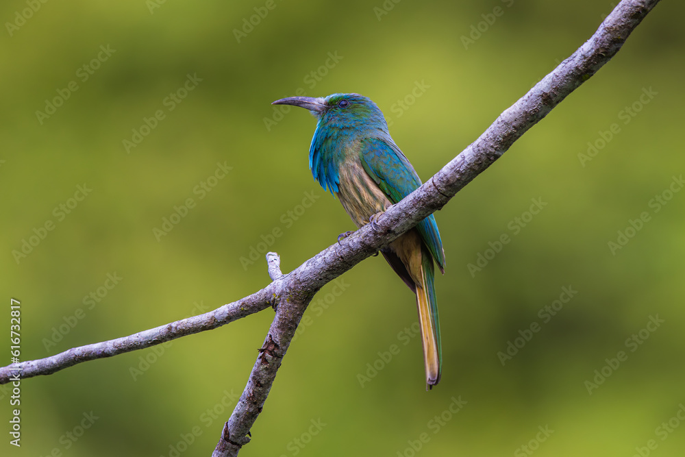 Fototapeta premium Blue-bearded Bee-eater birds on the tree branch.