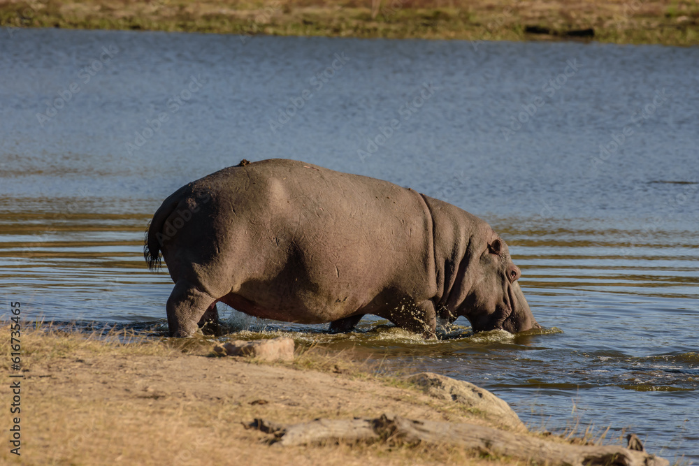 You can observe hippos in South Africa near Hoedspruit. You can observe hippos in South Africa near Hoedspruit.