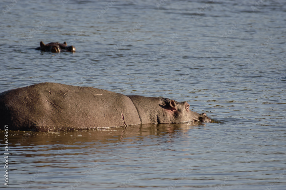 You can observe hippos in South Africa near Hoedspruit. You can observe hippos in South Africa near Hoedspruit.