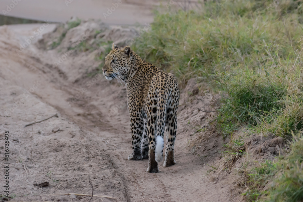 Obraz premium The african leopard is the most widespread leopard subspecies and is native to most of Sub-Saharan Africa.