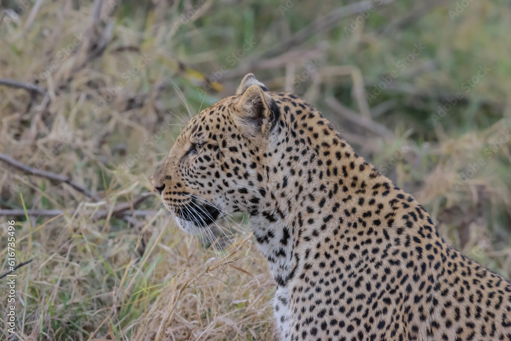 The african leopard is the most widespread leopard subspecies and is native to most of Sub-Saharan Africa. The african leopard is the most widespread leopard subspecies and is native to most of Sub-Saharan Africa.