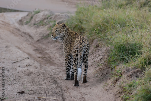 The african leopard is the most widespread leopard subspecies and is native to most of Sub-Saharan Africa. photo