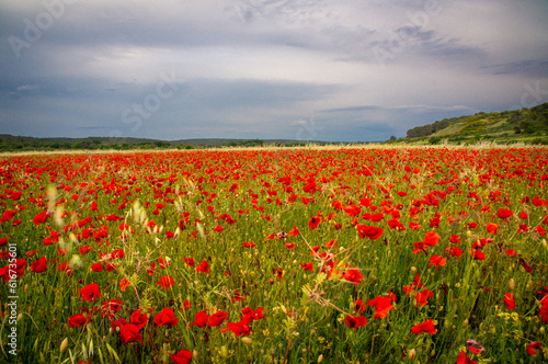 Crimson Symphony: A Field of Poppies in Southern France
