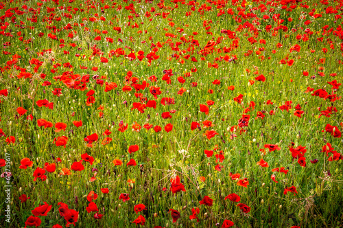 Crimson Symphony: A Field of Poppies in Southern France