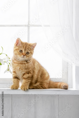 Fotografie Cute kitten on the windowsill