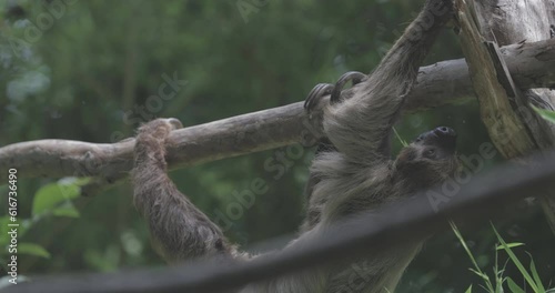 Slothful Elegance: Witness the southern two-toed sloth in its unhurried journey through the rainforest canopy, embodying an exquisite blend of grace and tranquility.