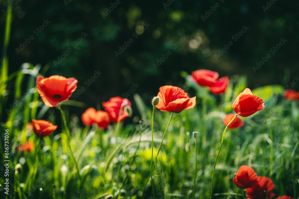 Red poppies on a summer green glade in the forest. Summer floral background