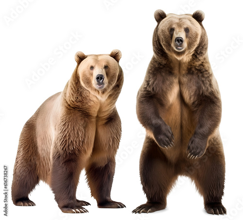 Two grizzly bear standing and sitting, isolated background. Generative Ai