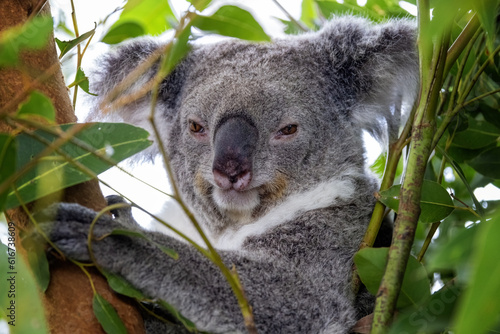 Fototapeta Naklejka Na Ścianę i Meble -  An adult koala, Phascolarctos cinereus, in a tree, Sydney, Australia. This cute marsupial is endangered in the wild