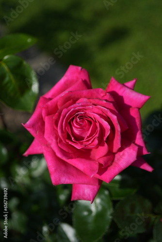 Pink rose