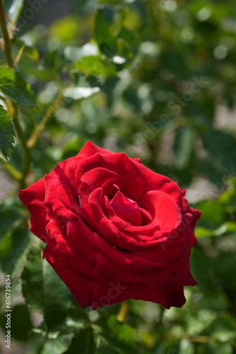 Red rose at Sapporo