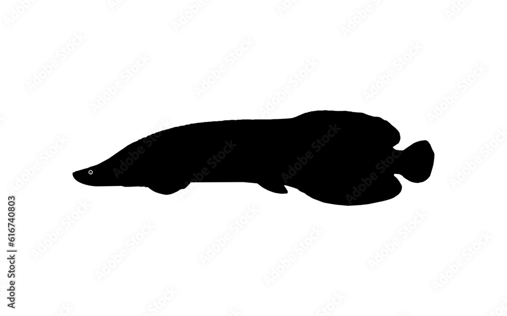 Silhouette of the Fish Arapaima, or pirarucu, or paiche, for Icon, Symbol, Pictogram, Art Illustration, Logo Type, Website or Graphic Design Element. Vector Illustration