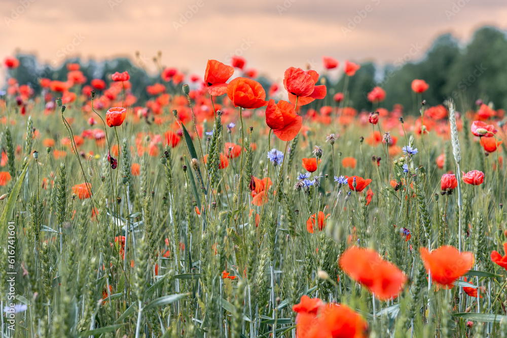 Obraz premium Red poppies growing on the field