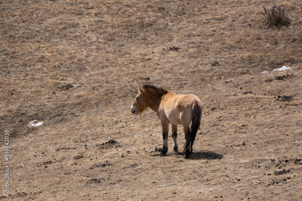 Przewalski horses are roaming free in Hustai National Park, Mongolia Przewalski horses are roaming free in Hustai National Park, Mongolia