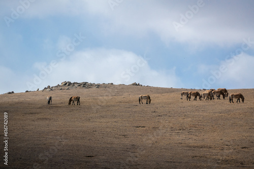 Przewalski horses are roaming free in Hustai National Park  Mongolia