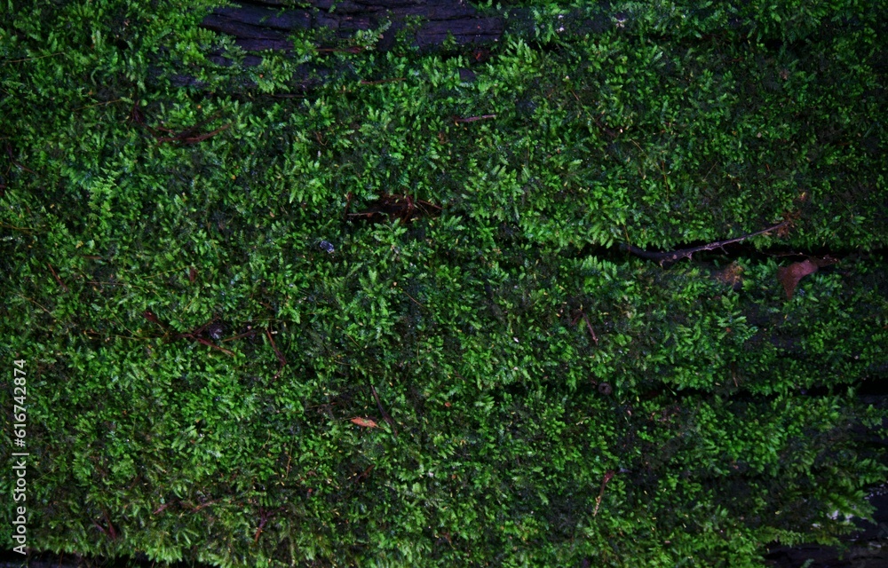 Green moss lichen background texture beautiful in nature with copy space