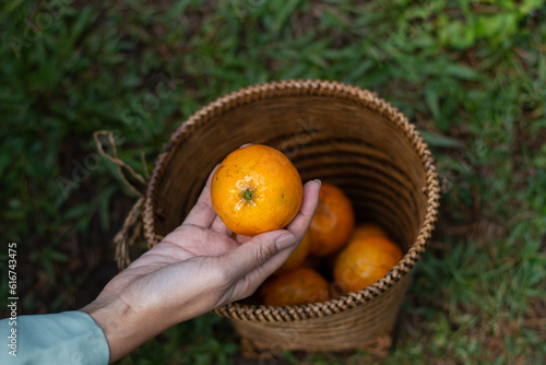 Woman hand picking up orange with nature background.