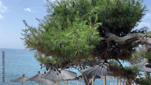 Pine tree on the beach. photo