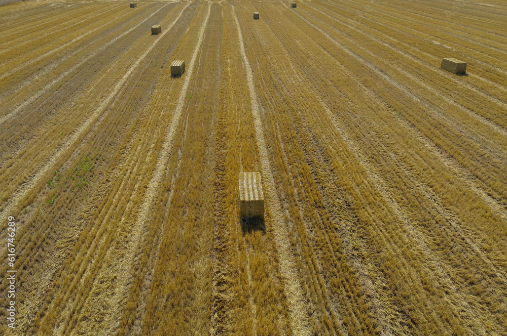 Straw bales on the hervested field from above, aerial view.