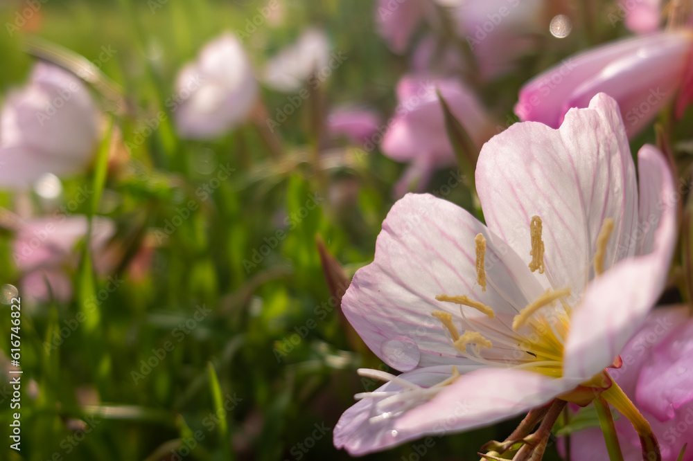 Fototapeta premium 琵琶湖のほとりに月見草が群生