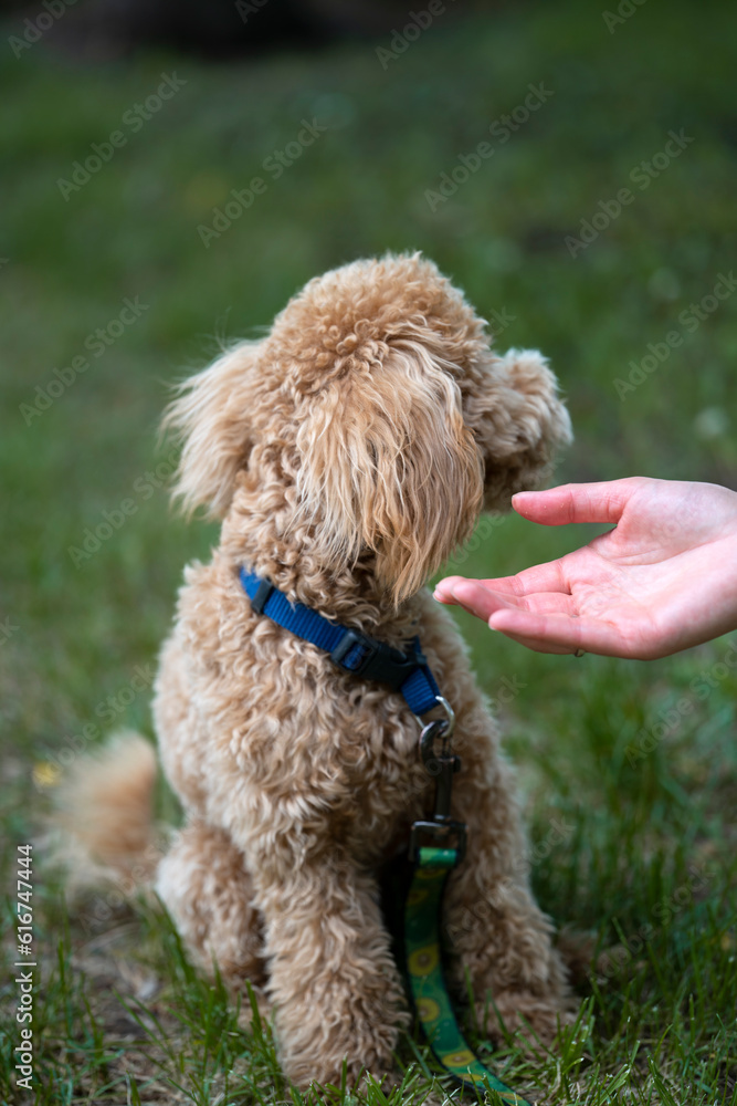 Caramel miniature poodle shop