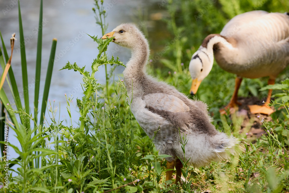 Young bar-headed goose nibbling on vegetation Young bar-headed goose nibbling on vegetation