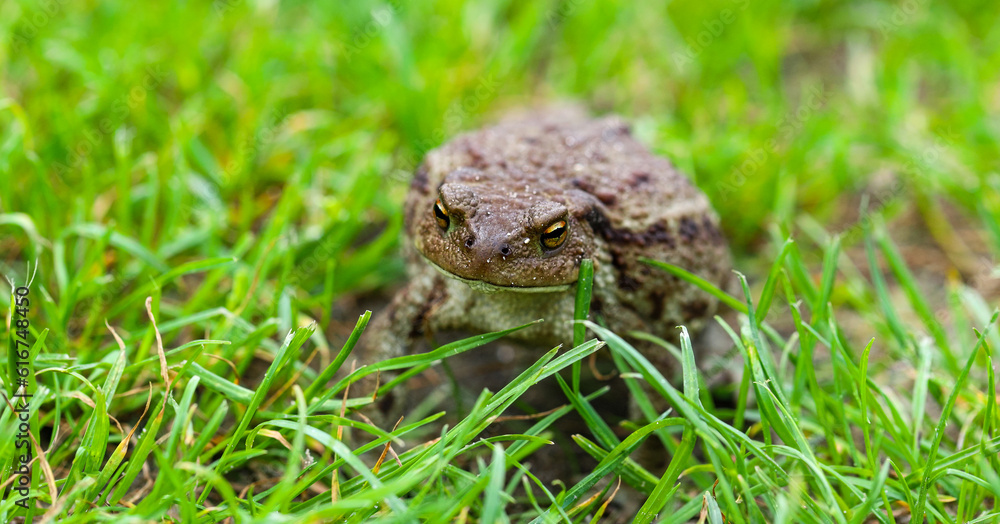Fototapeta premium Common toad or European toad, often breathing, resting on green grass. Portrait of the face of a large amphibian in its natural habitat. Up close Shallow depth of field.