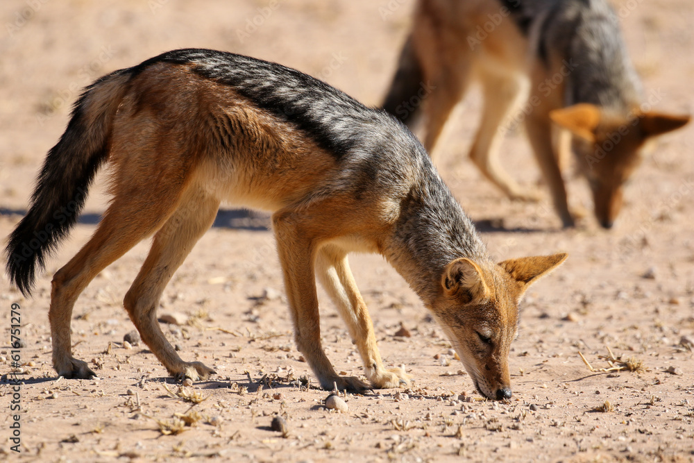 Black-backed Jackal eating ants in the Kalahari (Kgalagadi) Black-backed Jackal eating ants in the Kalahari (Kgalagadi)