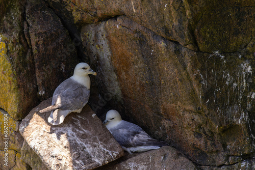 Two fulmars nesting on rock ledge at Saltee Islands, Wexford, Ireland. Gulll like seabirds "Fulmarus glacialis" on steep cliff.