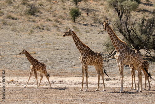 Giraffe in the Kalahari  Kgalagadi 