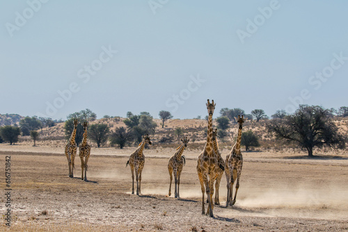 Giraffe in the Kalahari (Kgalagadi)