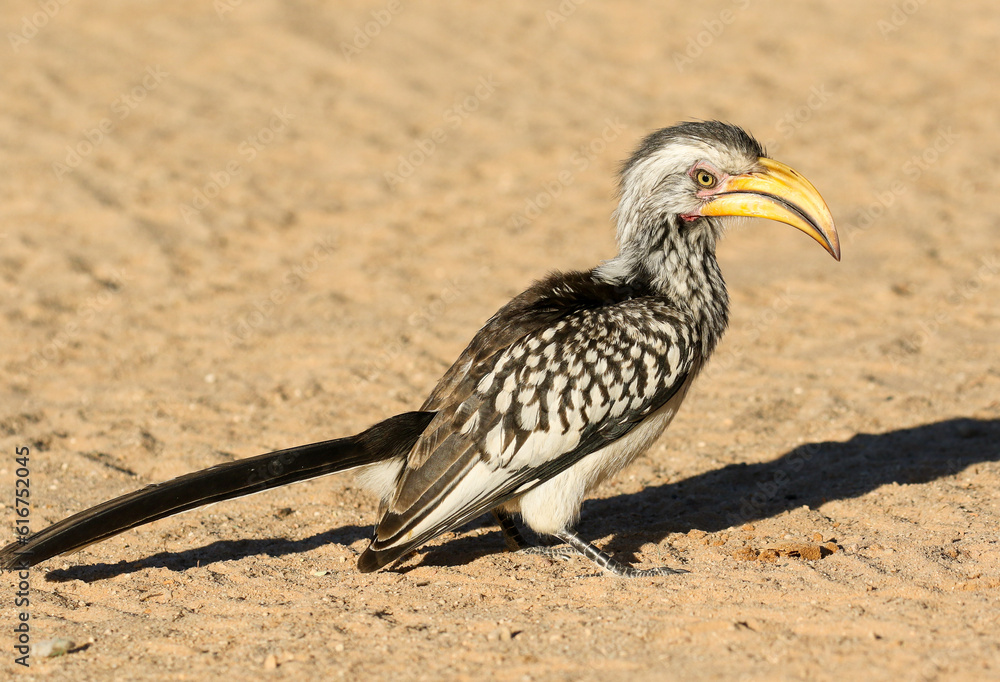 Obraz premium African Yellow-Billed Hornbill, Kalahari (Kgalagadi)