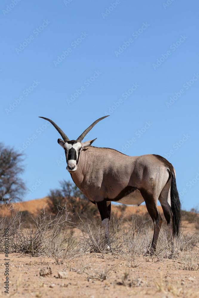 Fototapeta premium Gemsbok or Oryx in the Kalahari (Kgalagadi)