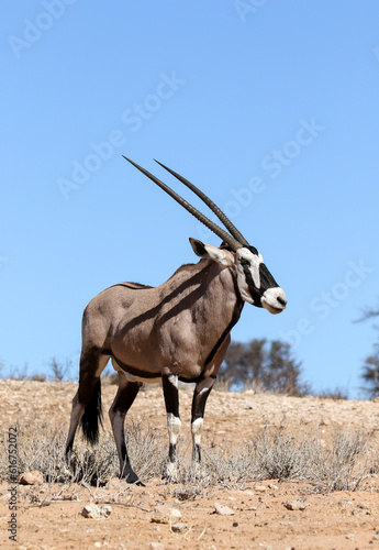 Gemsbok for Oryx in the Kalahari (Kgalagadi)