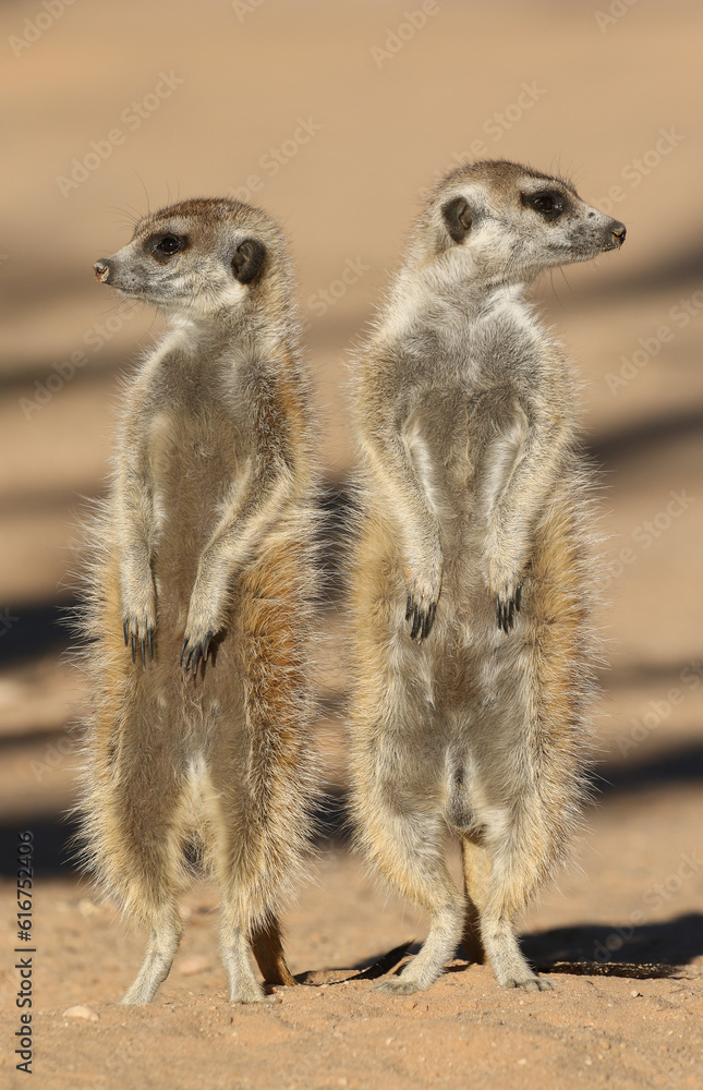 Fototapeta premium Meerkat standing in the morning sun, Kalahari (Kgalagadi)