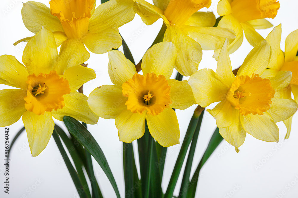 beautiful yellow flowers daffodils in a vase on a white background beautiful yellow flowers daffodils in a vase on a white background