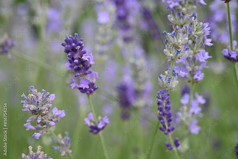 Lavender flower background with beautiful purple colors and bokeh lights. Blooming lavender in a field сlose up. Selective focus. The concept of sustainable development. nature conservation Lavender flower background with beautiful purple colors and bokeh lights. Blooming lavender in a field сlose up. Selective focus. The concept of sustainable development. nature conservation