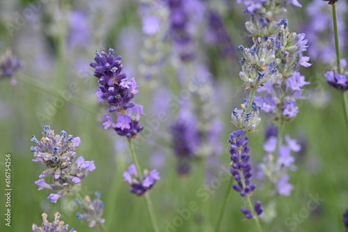 Lavender flower background with beautiful purple colors and bokeh lights. Blooming lavender in a field   lose up. Selective focus. The concept of sustainable development. nature conservation