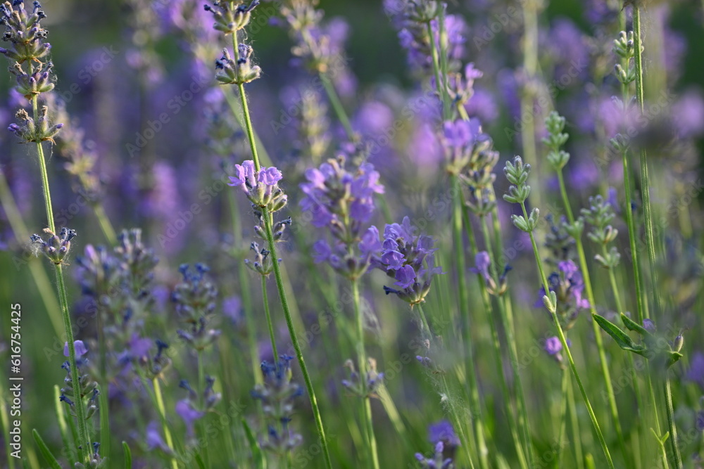 Obraz premium Lavender flower background with beautiful purple colors and bokeh lights. Blooming lavender in a field сlose up. Selective focus. The concept of sustainable development. nature conservation